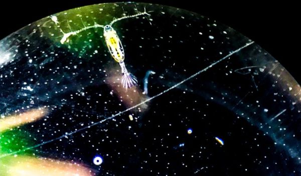 copepods