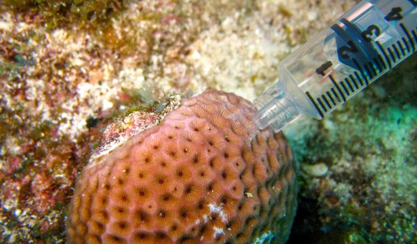 Sampling coral reef