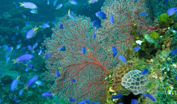 Blue fish in the coral reef under water