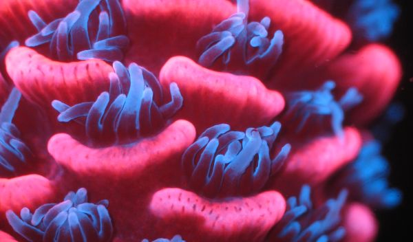 Photo of the natural fluorescence of Acropora millepora under a dissecting microscope.