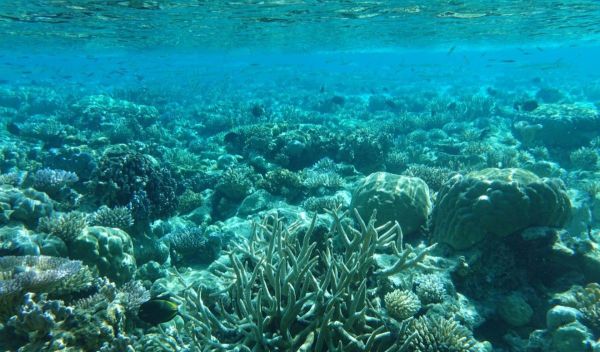 coral reefs