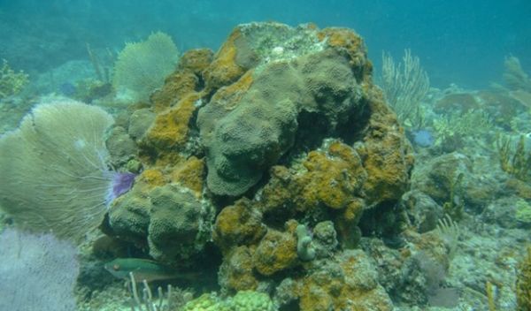 Peyssonnelid algal crusts