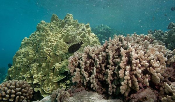 corals