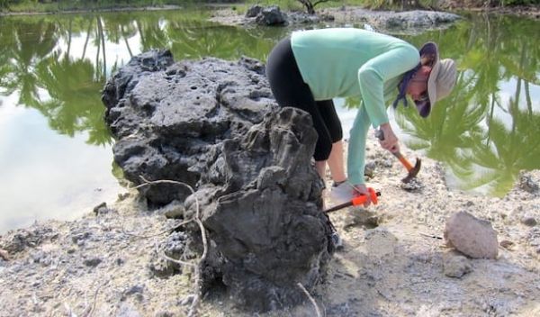 Kim Cobb samples an ancient coral