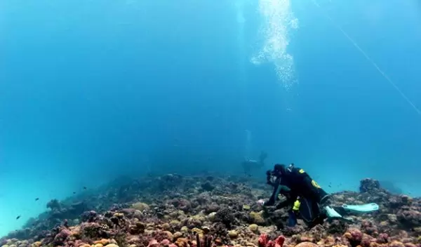 Marine biologist Julia Baum sampling coral colonies at Kiritimati (Christmas Island).