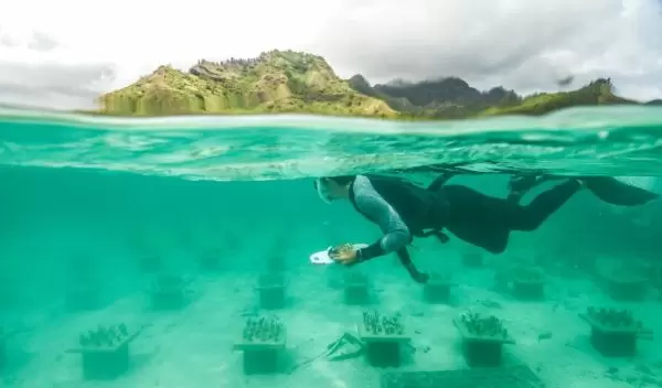 Cody Clements surveys rows of coral gardens
