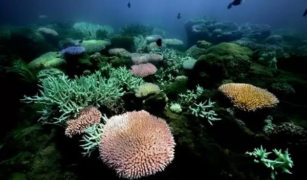 coral reefs