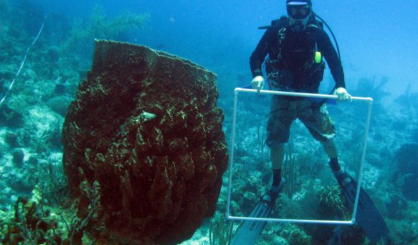 Giant barrel sponges off Little Cayman Island in the Caribbean next to a researcher.