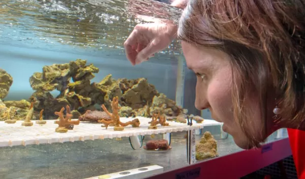 Carly Kenkel works with a brown coral