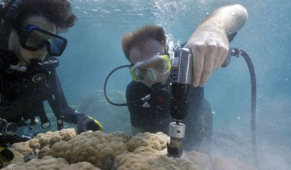 Scientists Anne Cohen (left) and Nathan Mollica extract core samples from a giant Porites coral
