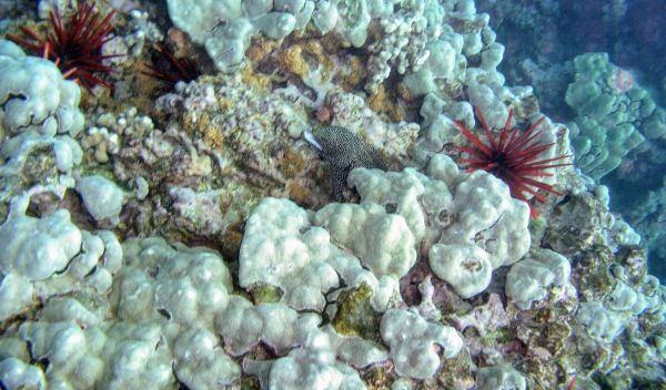 Porites lobata