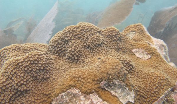 mountainous star coral