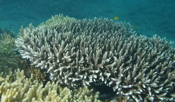 a branching Acropora yongei