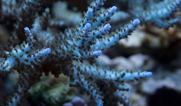 coral