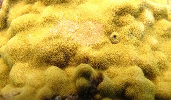 coral
