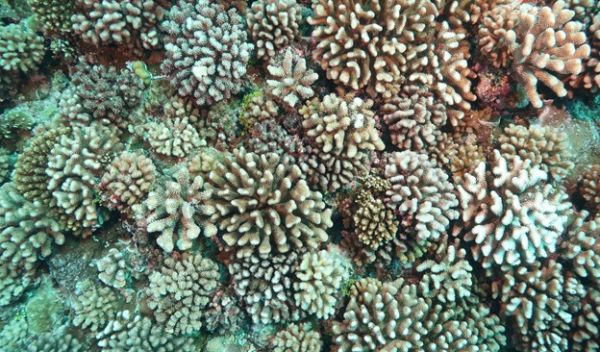 corals