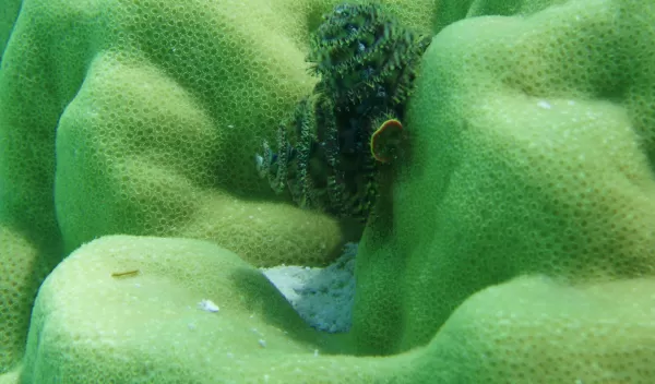 Photo taken in Tahitian waters of the coral Porites with Christmas tree worm.