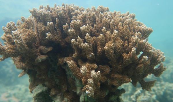 the rice coral Montipora capitata