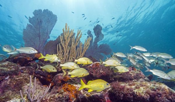 coral reef in the Florida Keys