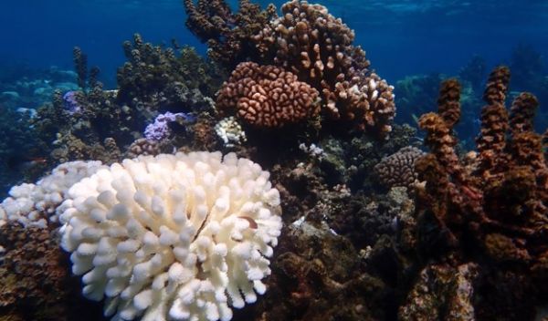 a bleached elkhorn coral colony stands out among healthy corals