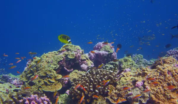 A healthy coral reef in the Phoenix Islands Protected Area.