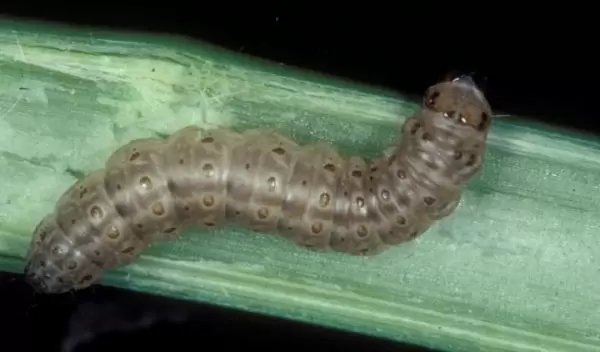 European corn borer
