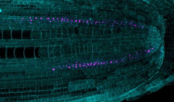 A specialized gene generates multiple layers of cortex that have roles in drought and flooding stress.