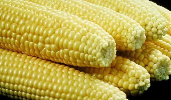 ears of corn