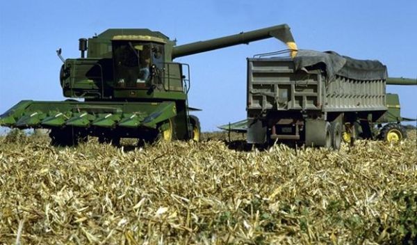 corn harvest