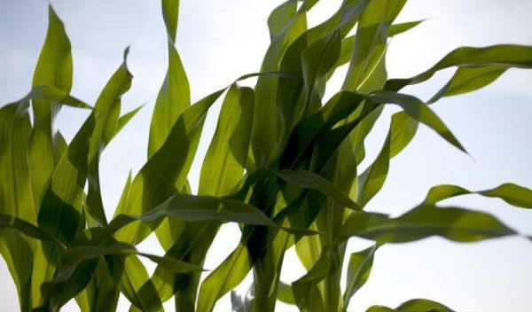 corn
