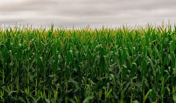Pollution reductions contributed to an increase in corn and soybean yield.