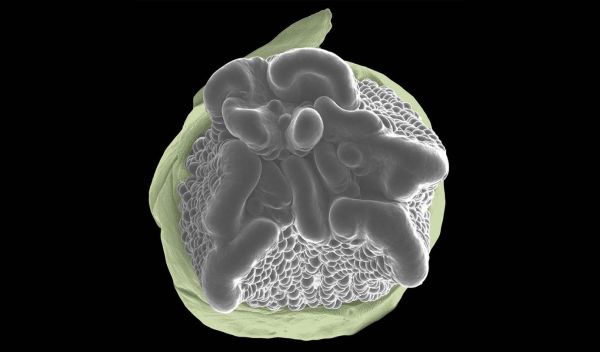tip (grey) of a developing ear of maize grows abnormally
