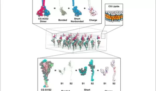 Supercomputer model of lung receptor cells
