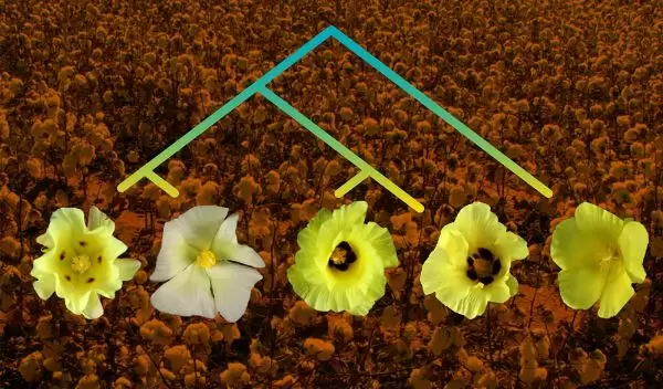 flower images and field of cotton