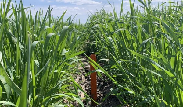 Cover crops are widely seen as one of the most promising conservation practices.