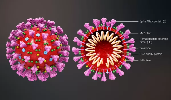 coronavirus genome