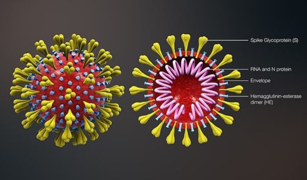 simulation of a holistic model of the SARS-CoV-2 virion