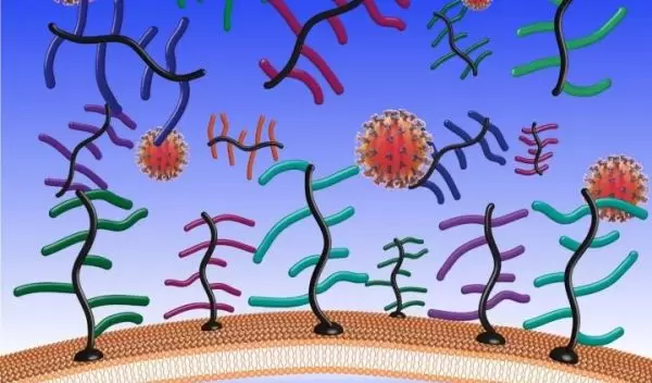 mucus and the coronavirus