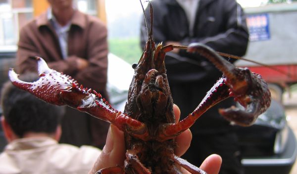 Photo of a Louisiana crayfish caught from Lake Liangzi, China, with help from local fishermen.
