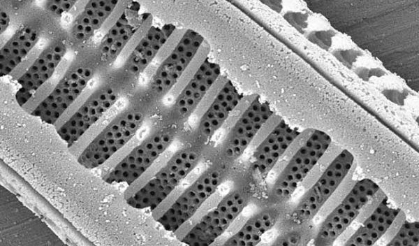 Photo of the diatom, Stenopterobia curvula.