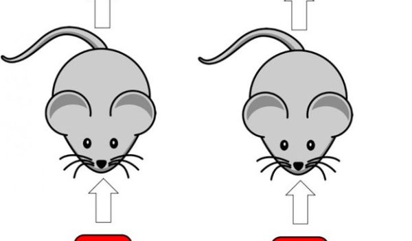 researchers engineered a strain of the gut bacteria E. coli