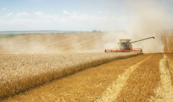 harvesting wheat