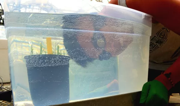 UCR student Sean Cabanlit collecting tissue samples from rice roots