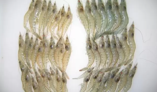 Pacific white shrimp.