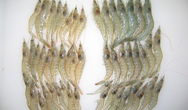 Pacific white shrimp.