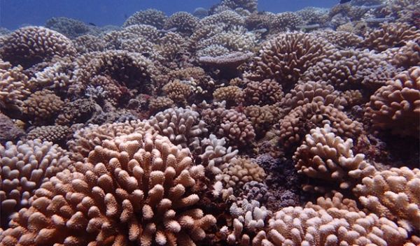 coral reef in Moorea before bleaching killed the larger corals