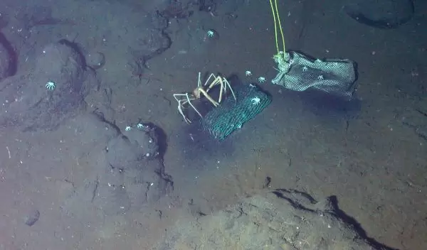 Photo of the submersible Alvin collecting samples from The Deep.