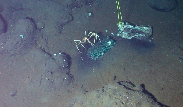 Photo of the submersible Alvin collecting samples from The Deep.
