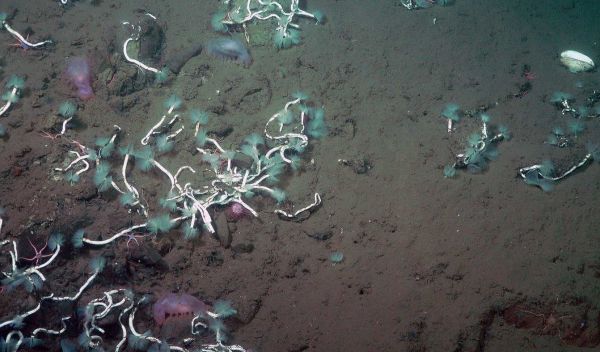 serpulid worms on the seafloor