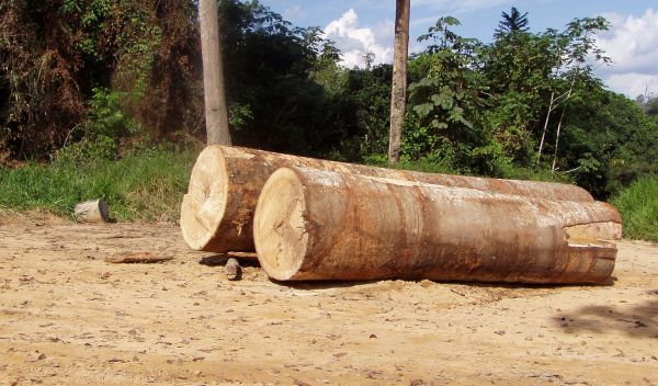 Photo of logs that were from cut from the Amazonian rainforest.
